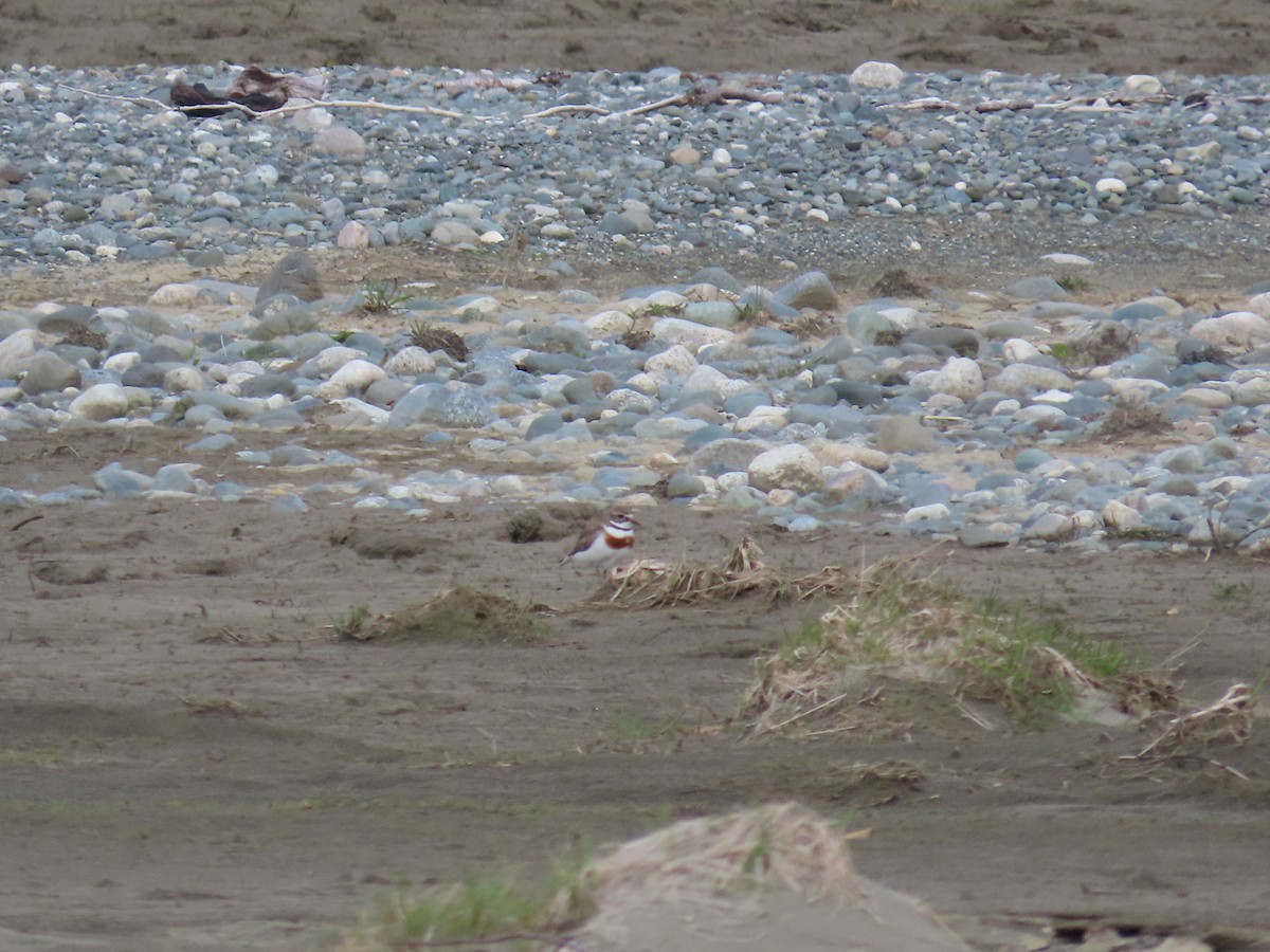 Double-banded Plover - ML611990252