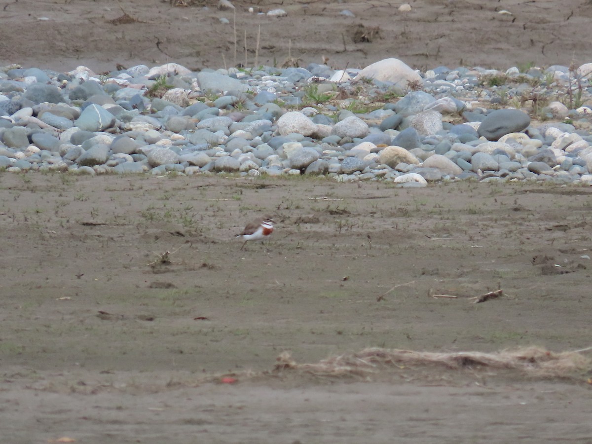 Double-banded Plover - ML611990253