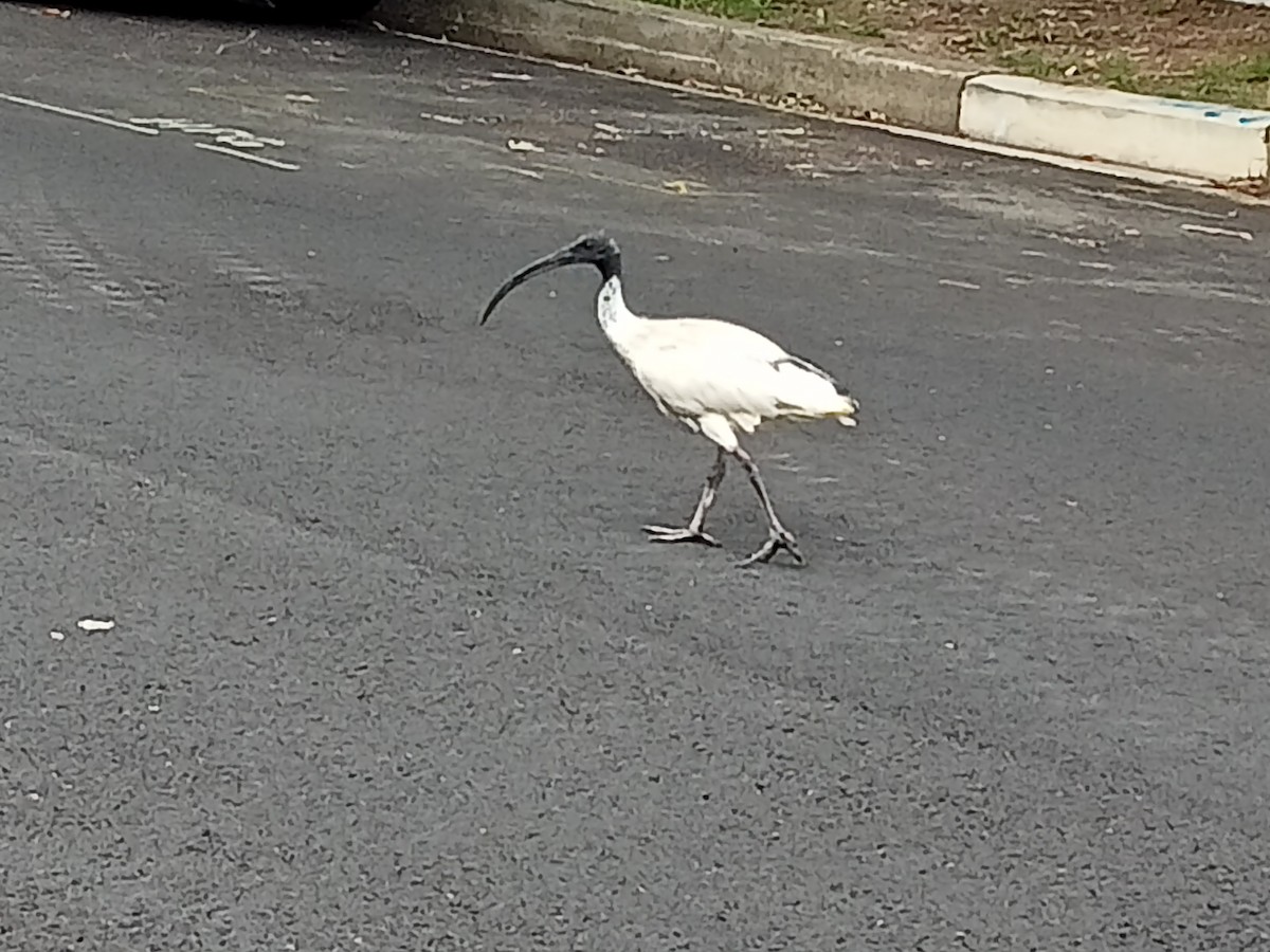 Australian Ibis - Clive Curson