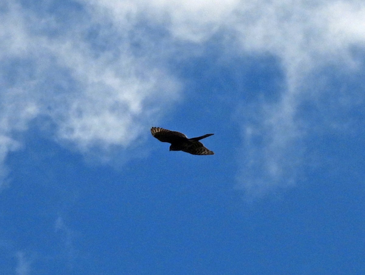 Sharp-shinned Hawk - ML611990268