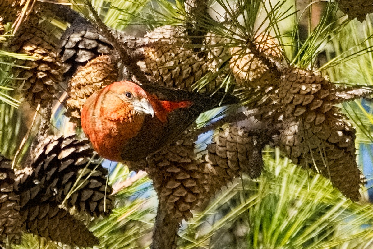 Bec-croisé des sapins - ML611990289