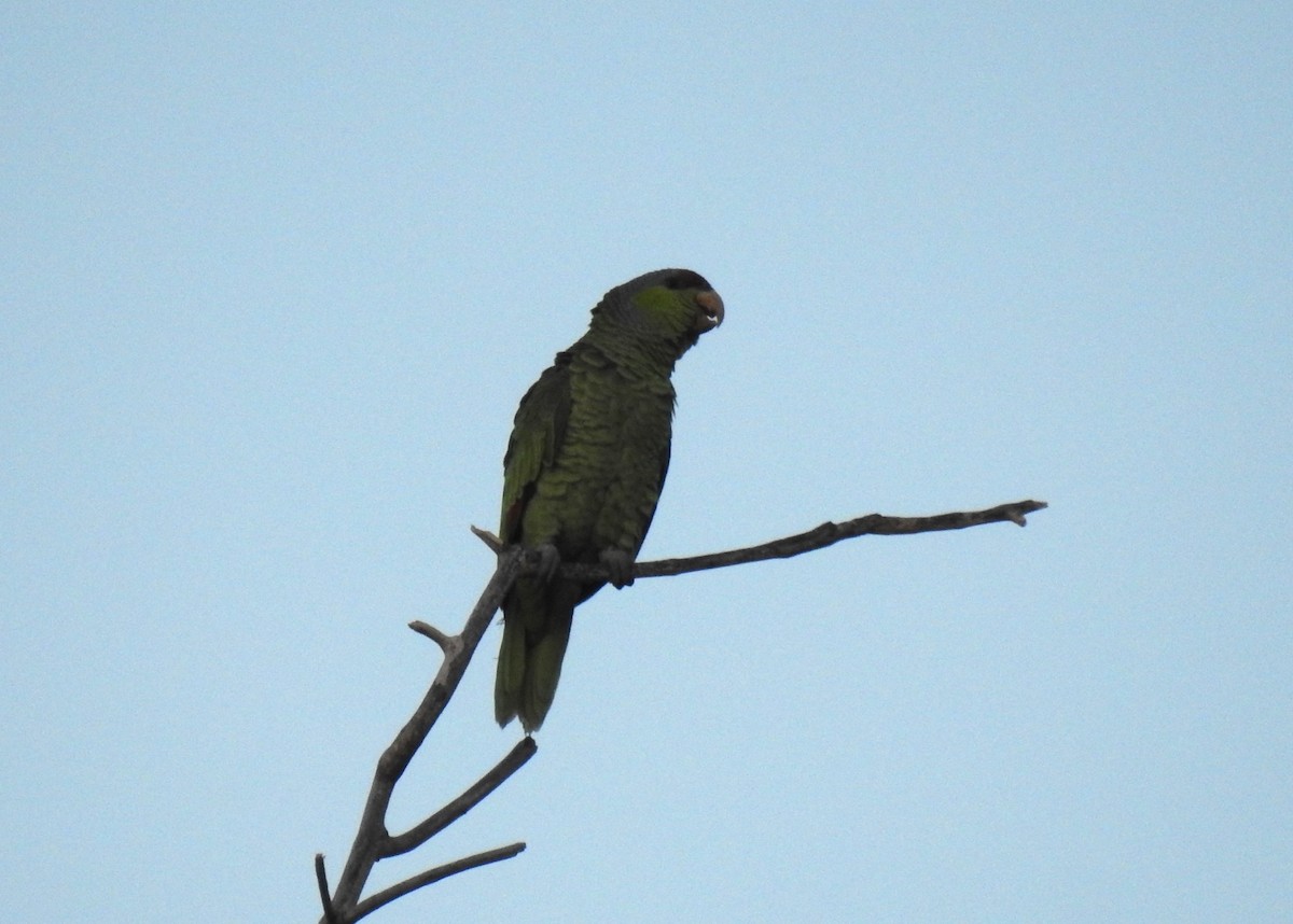 Lilac-crowned Parrot - ML611990294