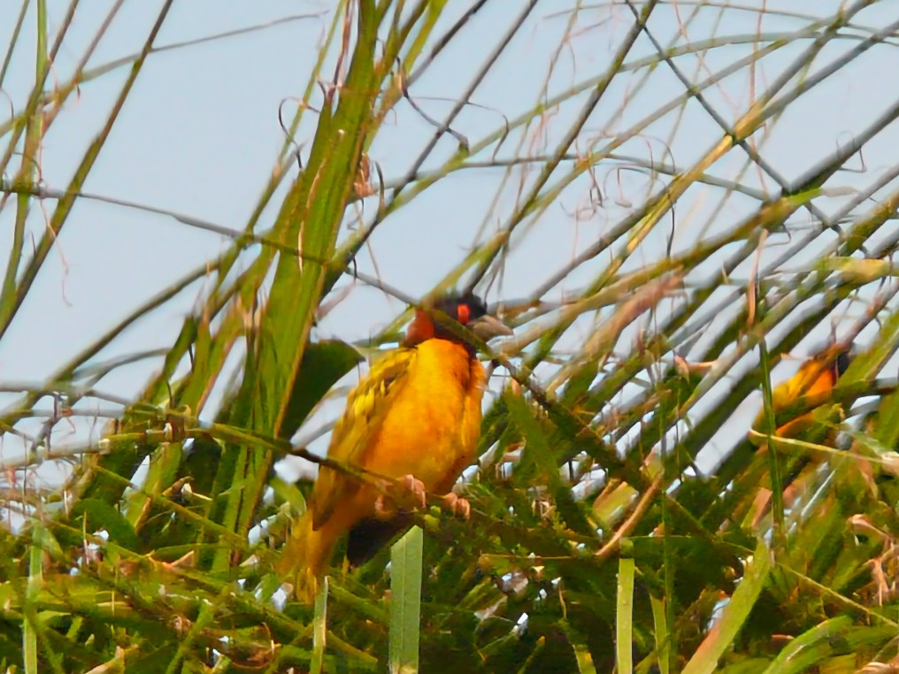 Village Weaver - Donald Fullmer