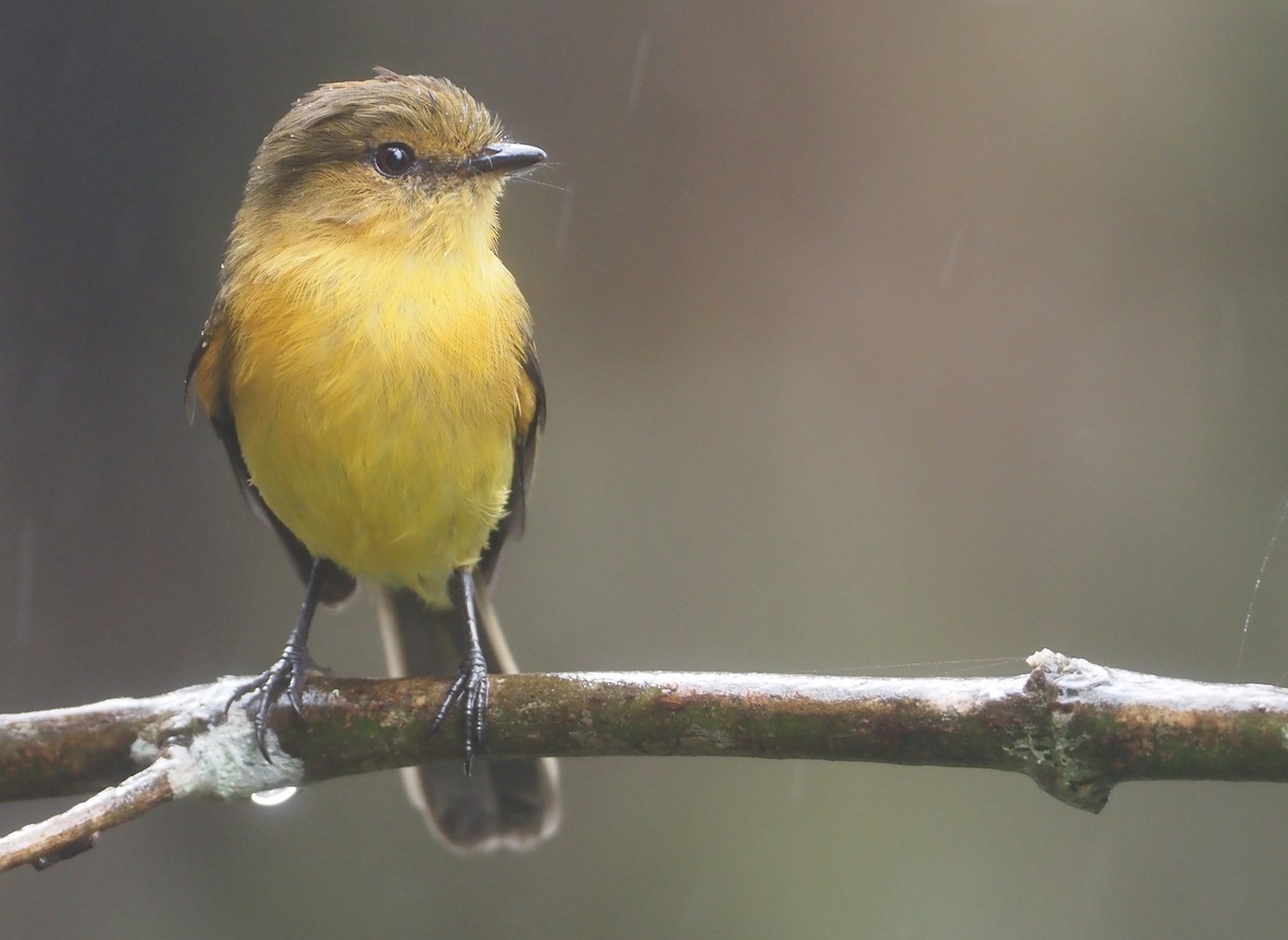 Ochraceous-breasted Flycatcher - ML611990303