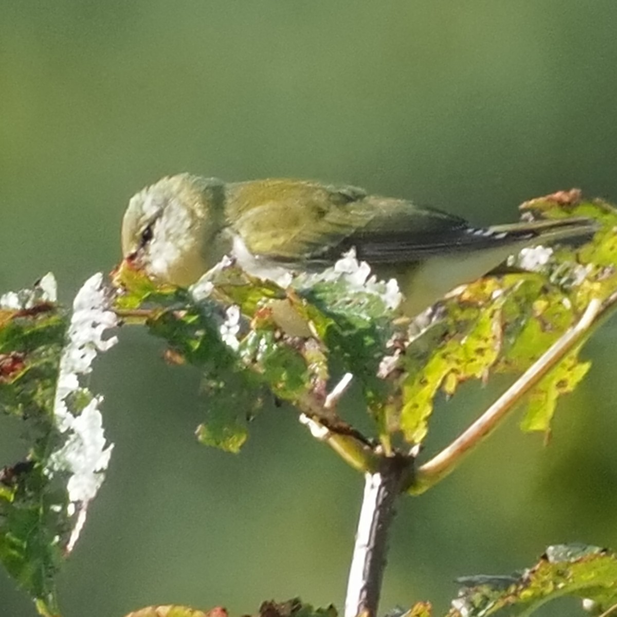 Tennessee Warbler - Russell Myers