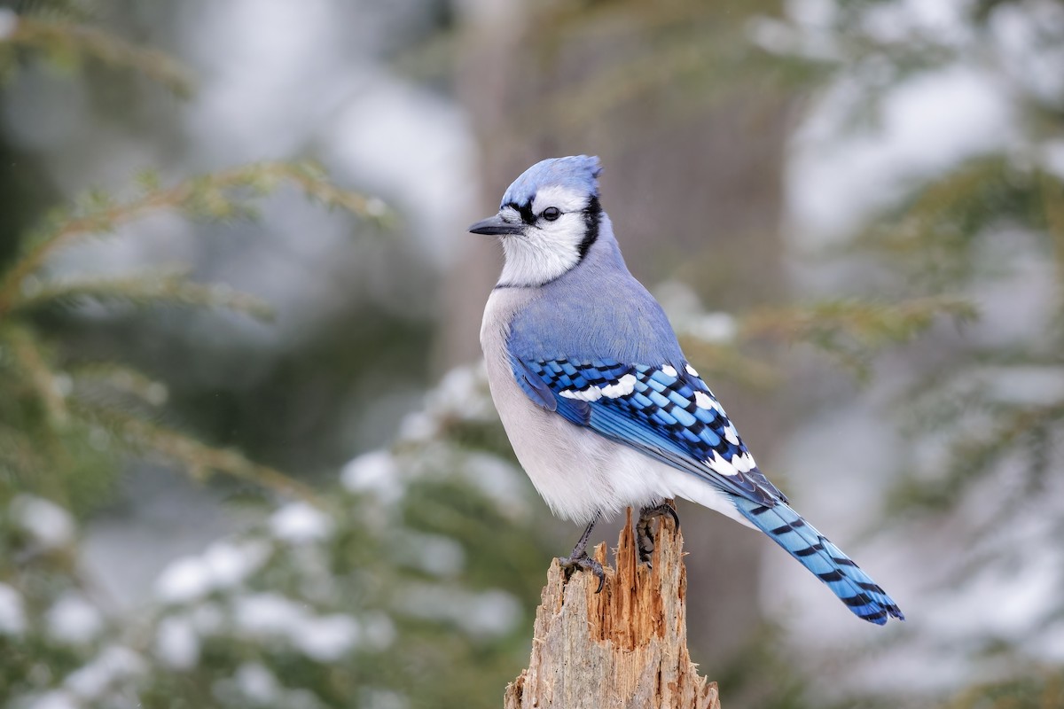 Blue Jay - Frédérick Lelièvre