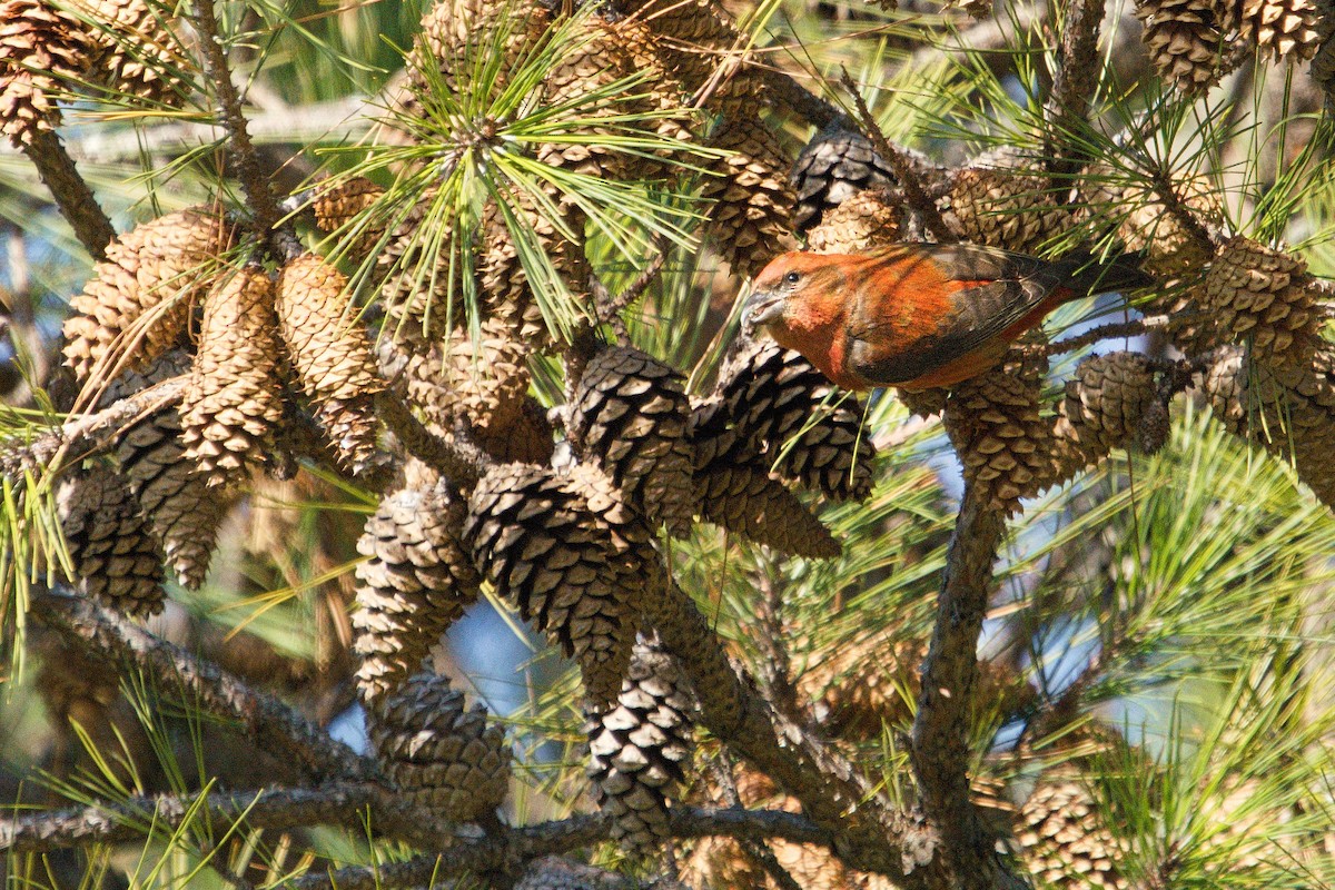 Red Crossbill - ML611990341