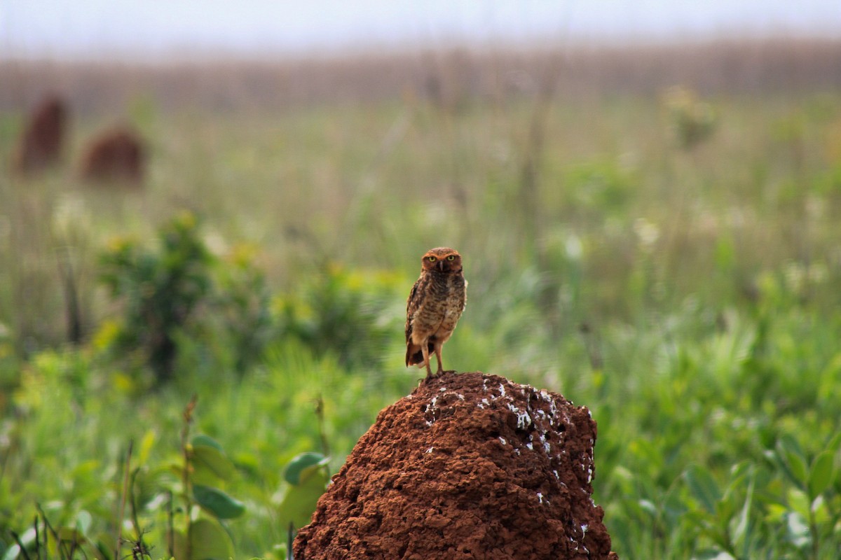 Burrowing Owl - ML611990424