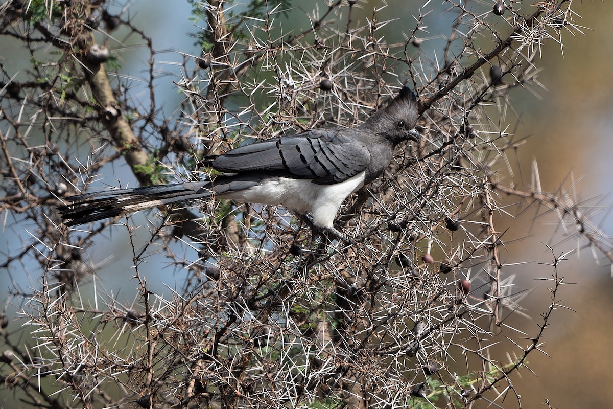 White-bellied Go-away-bird - ML611990567