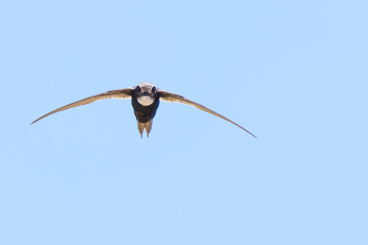 White-rumped Swift - ML611990588