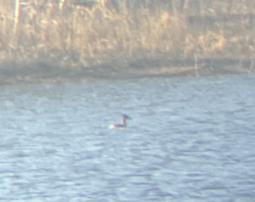 Red-necked Grebe - ML611990677