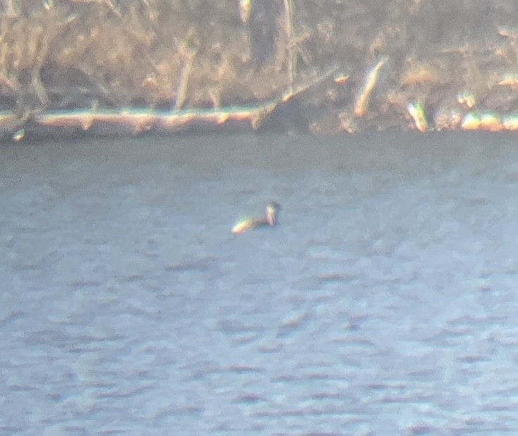 Red-necked Grebe - ML611990678