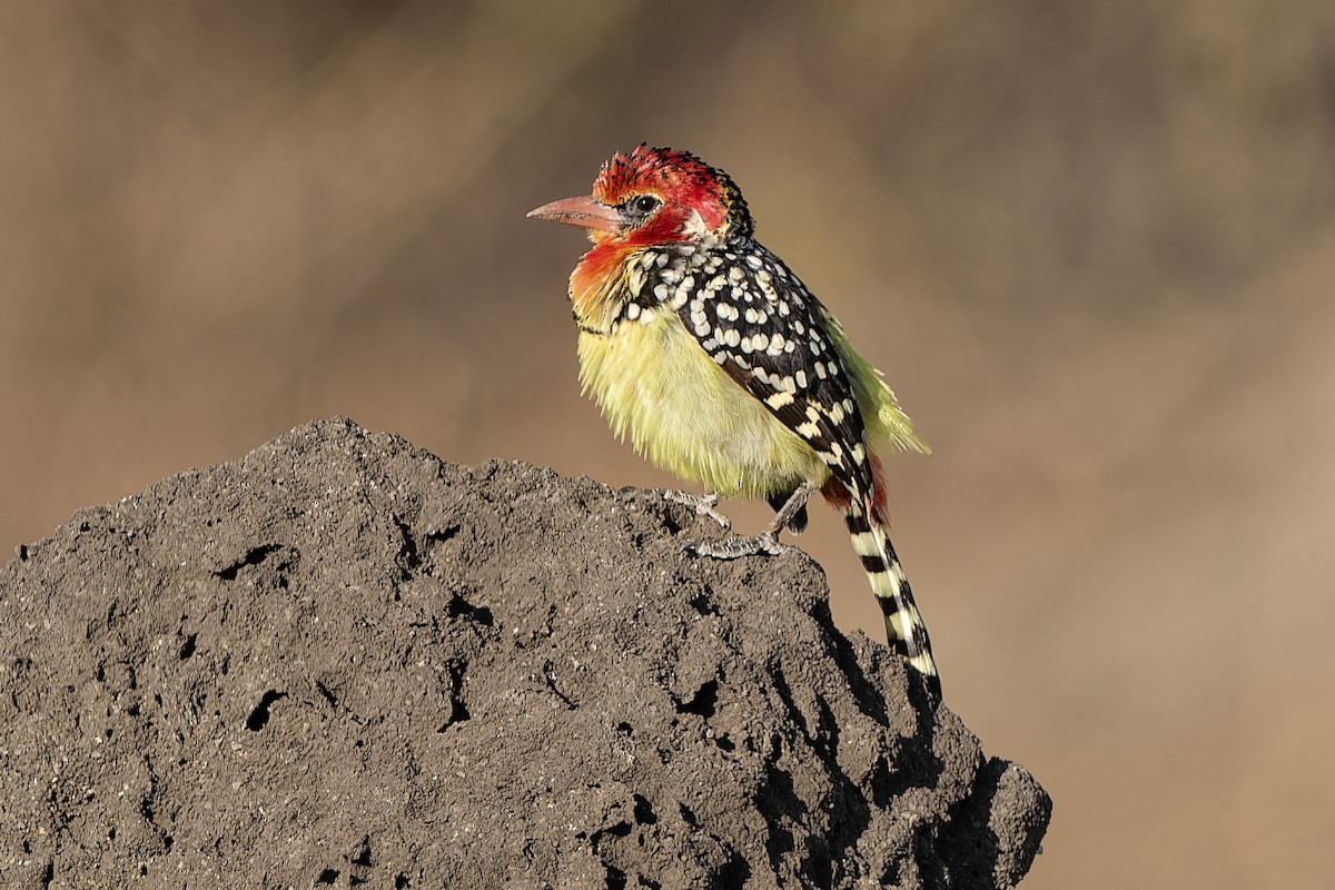 Red-and-yellow Barbet - ML611990718