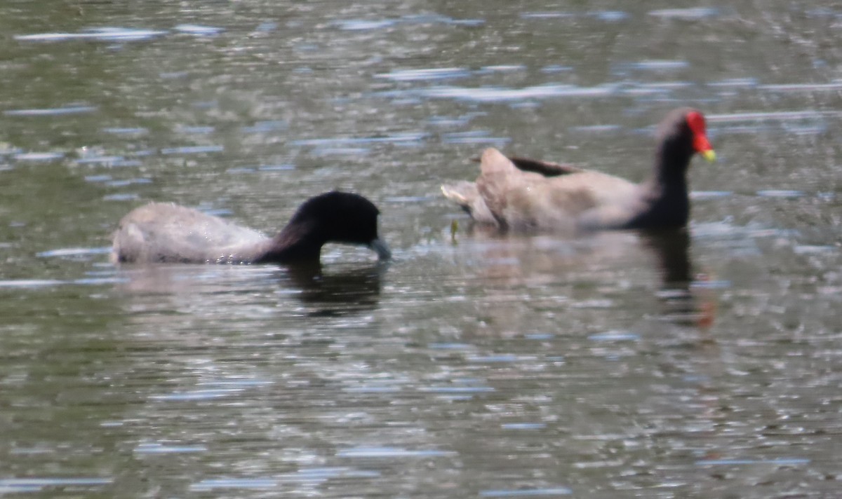 Eurasian Coot - Tammy Elizabeth