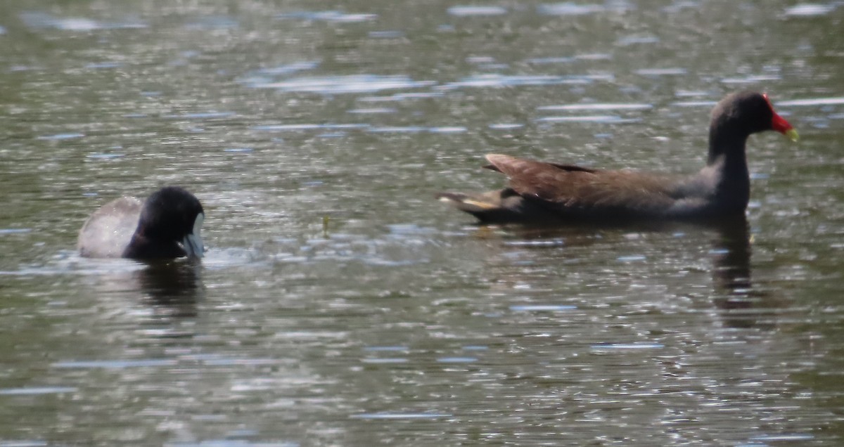 Eurasian Coot - Tammy Elizabeth