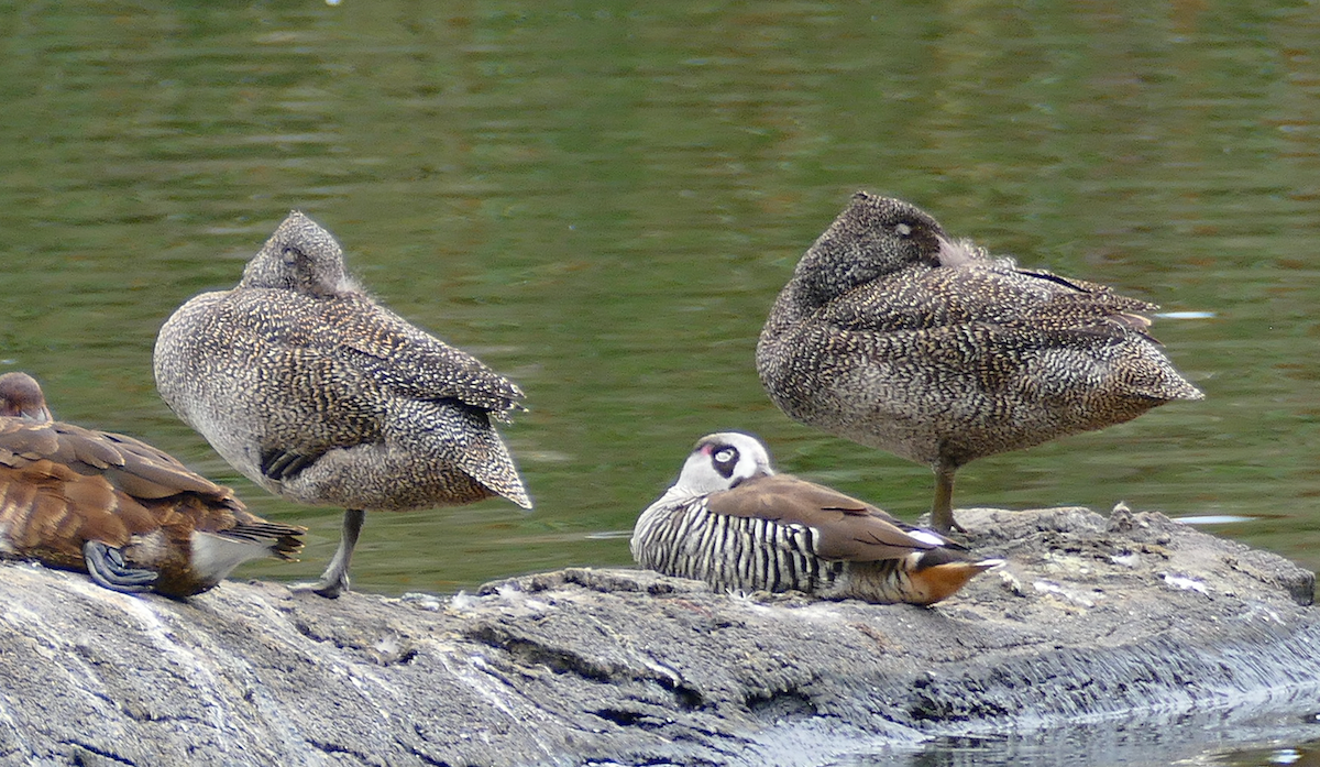 Freckled Duck - ML611990754