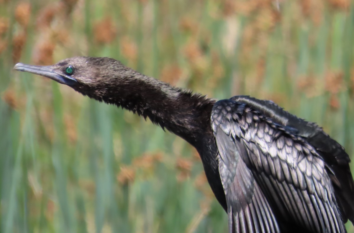 Little Black Cormorant - Tammy Elizabeth