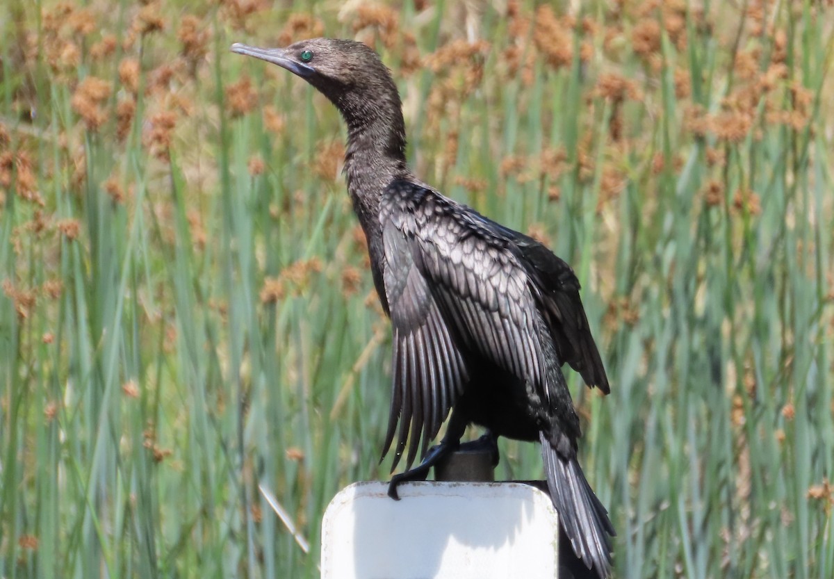 Little Black Cormorant - ML611990762