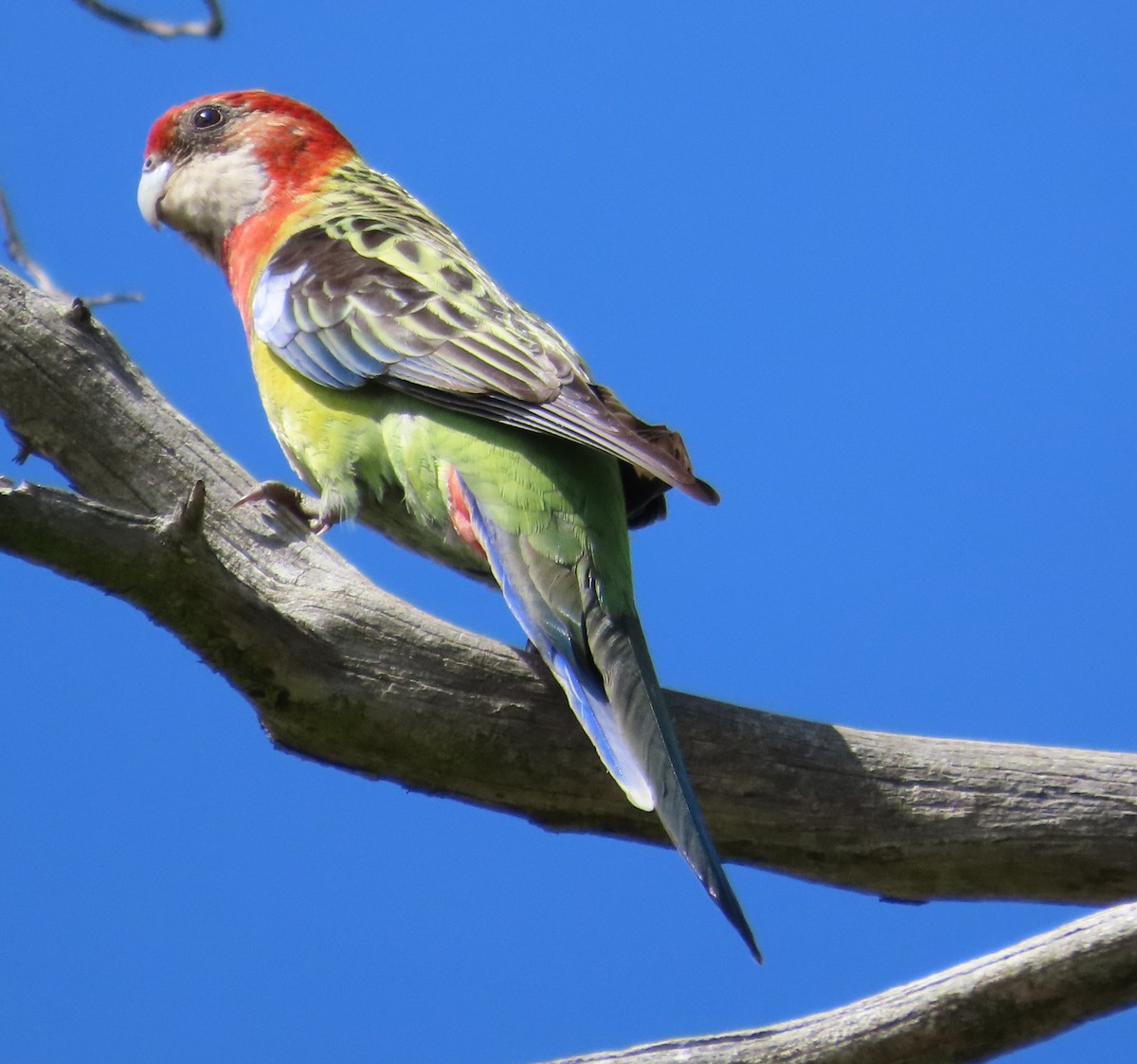 Eastern Rosella - Tammy Elizabeth