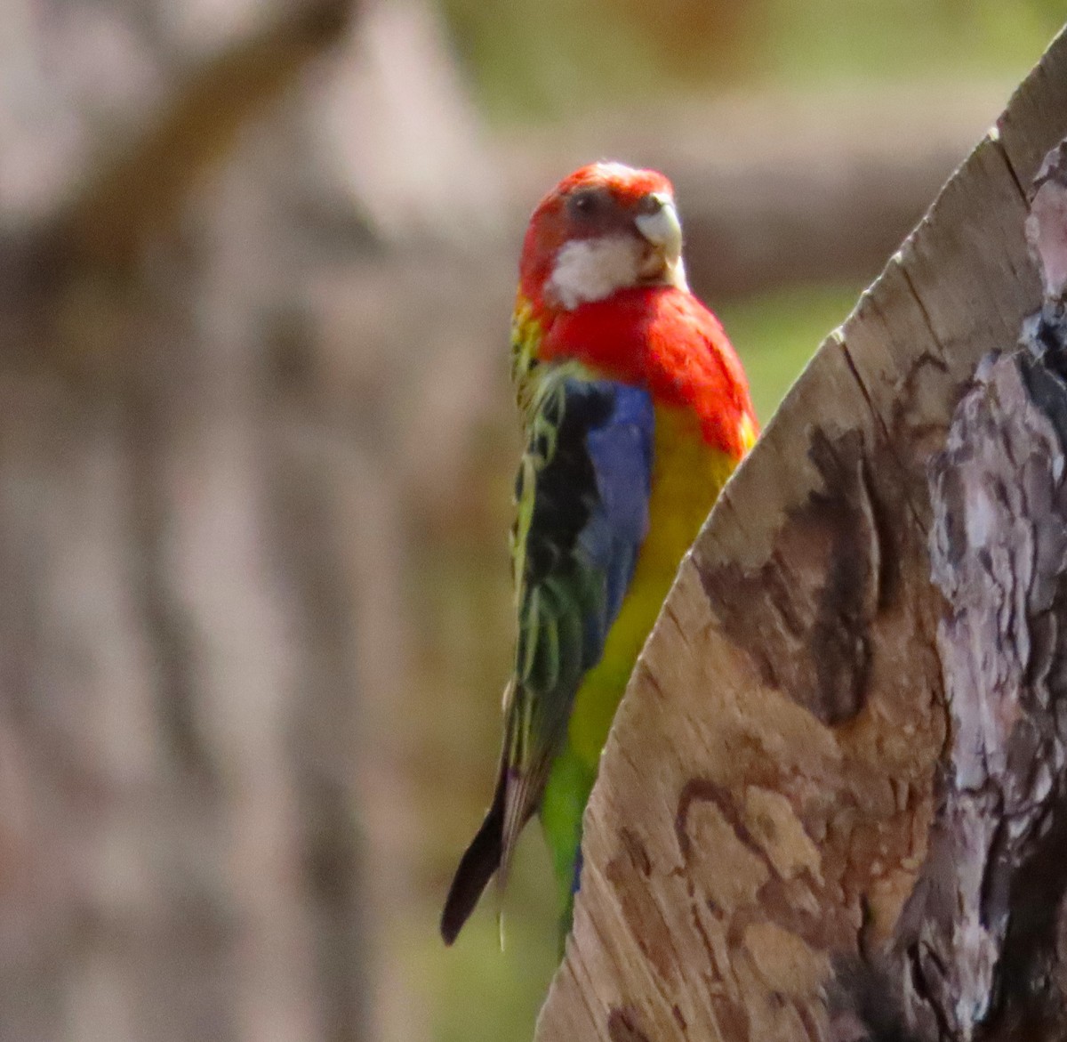 Eastern Rosella - Tammy Elizabeth