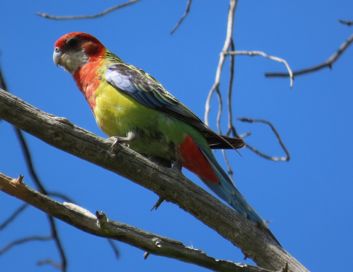 Eastern Rosella - Tammy Elizabeth