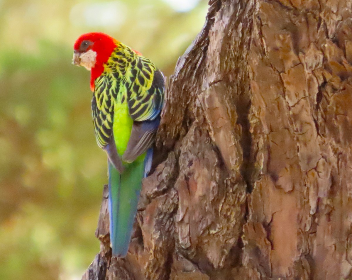 Eastern Rosella - Tammy Elizabeth