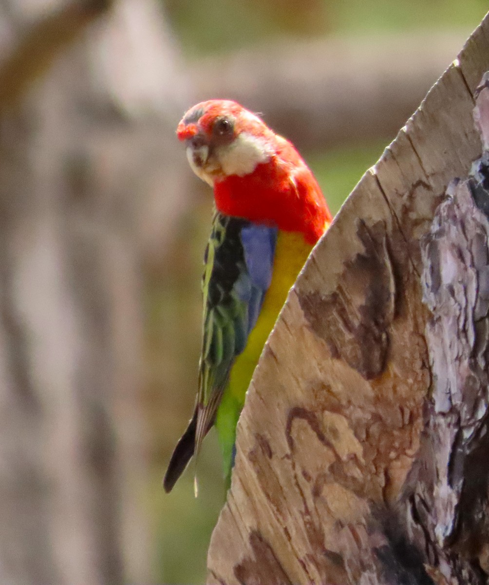 Rosella orientale - ML611990791