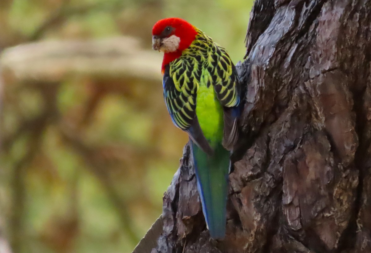 Eastern Rosella - Tammy Elizabeth