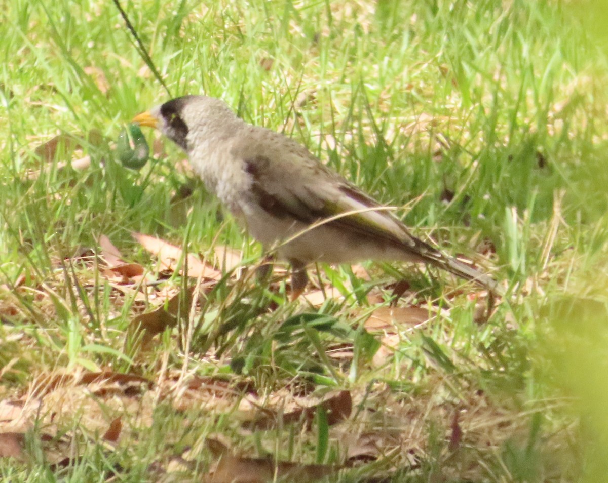 Weißstirn-Schwatzvogel - ML611990807