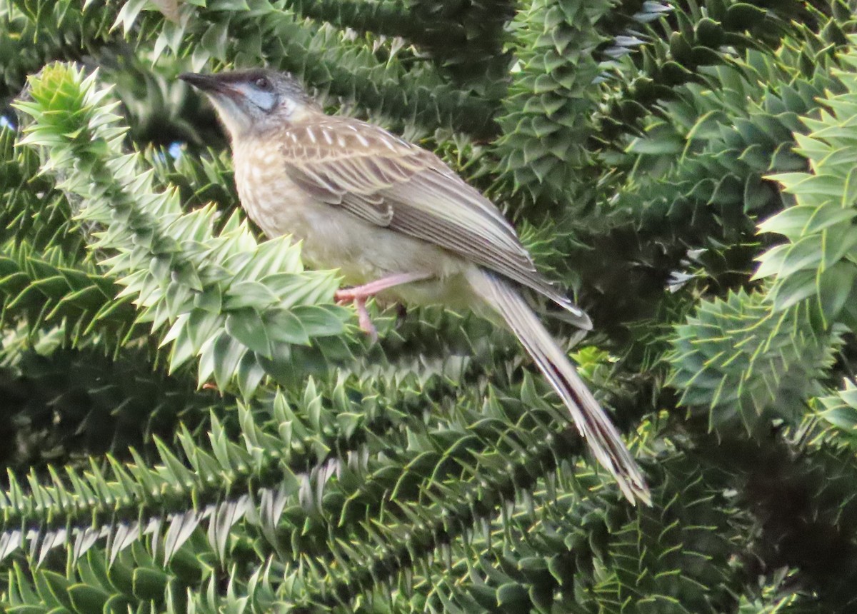 Red Wattlebird - ML611990811