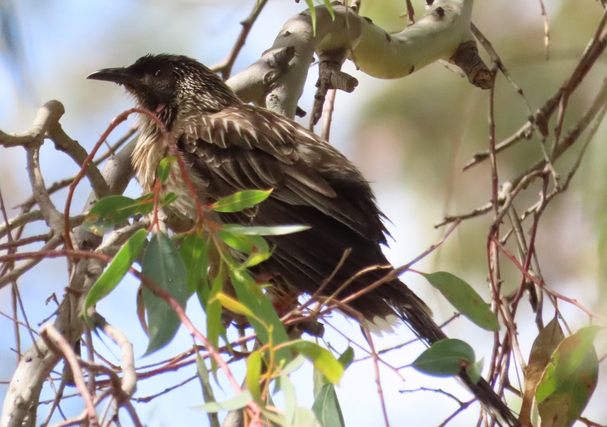 Red Wattlebird - Tammy Elizabeth