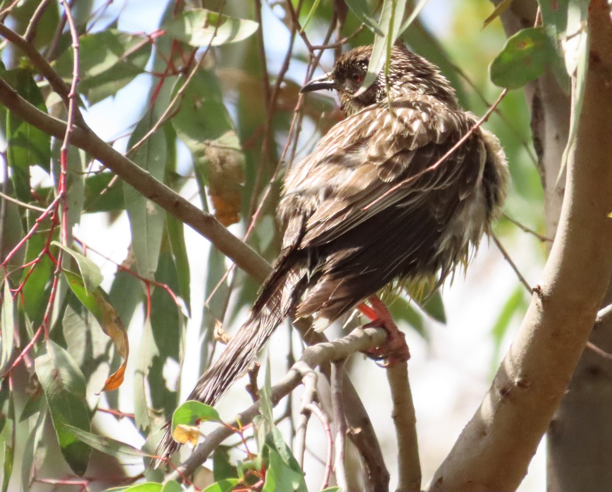 Red Wattlebird - Tammy Elizabeth