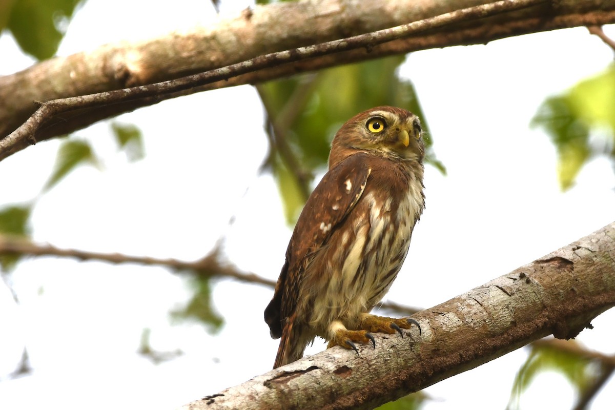 Ferruginous Pygmy-Owl - Suzanne Mottin