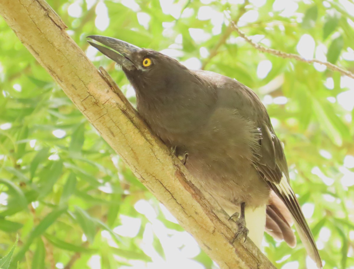 Pied Currawong - ML611990853