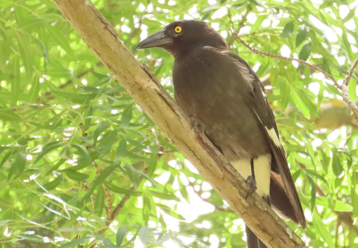 Pied Currawong - Tammy Elizabeth