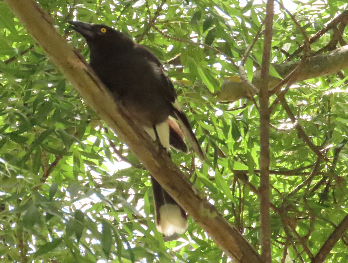 Pied Currawong - Tammy Elizabeth