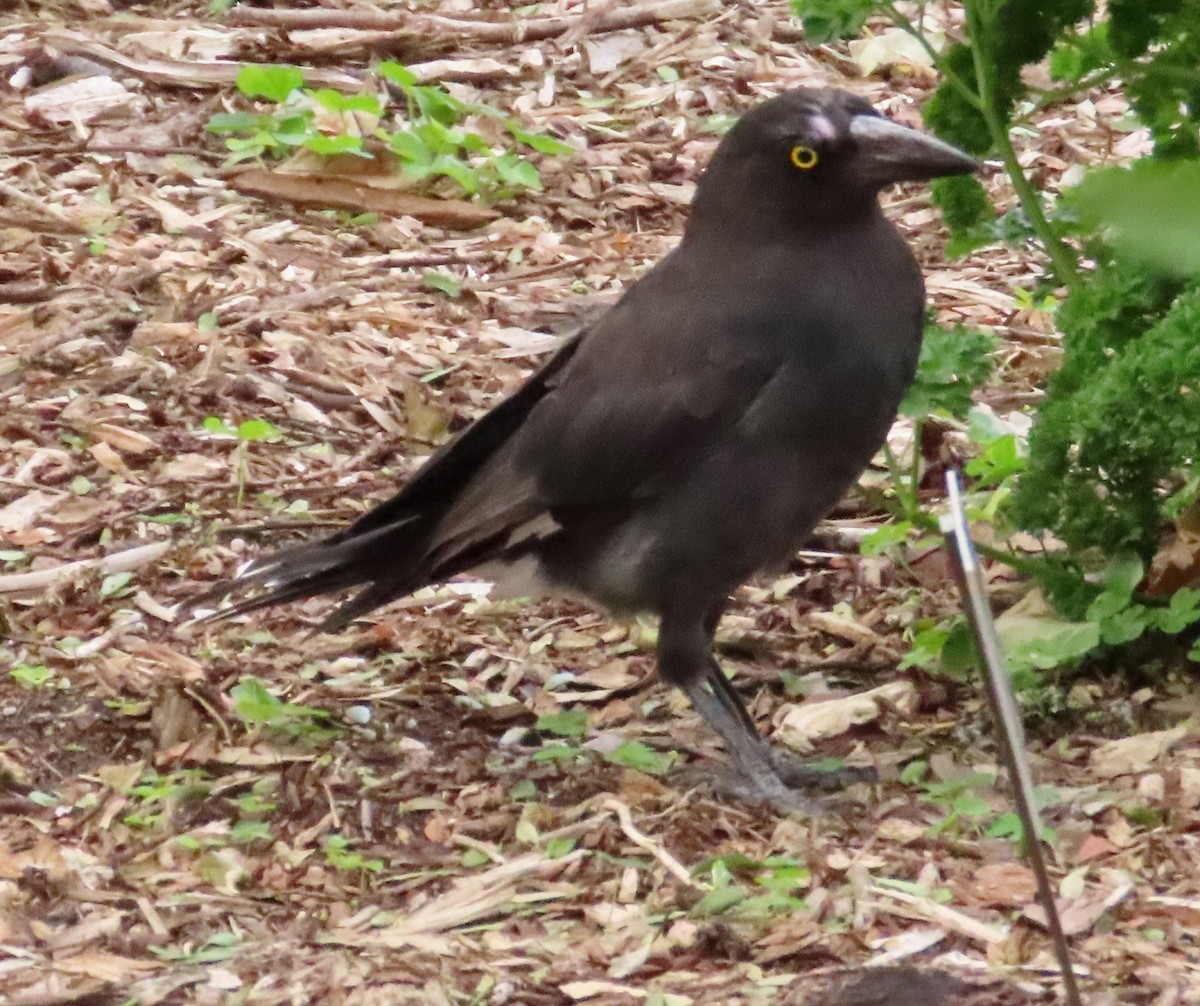 Pied Currawong - ML611990856