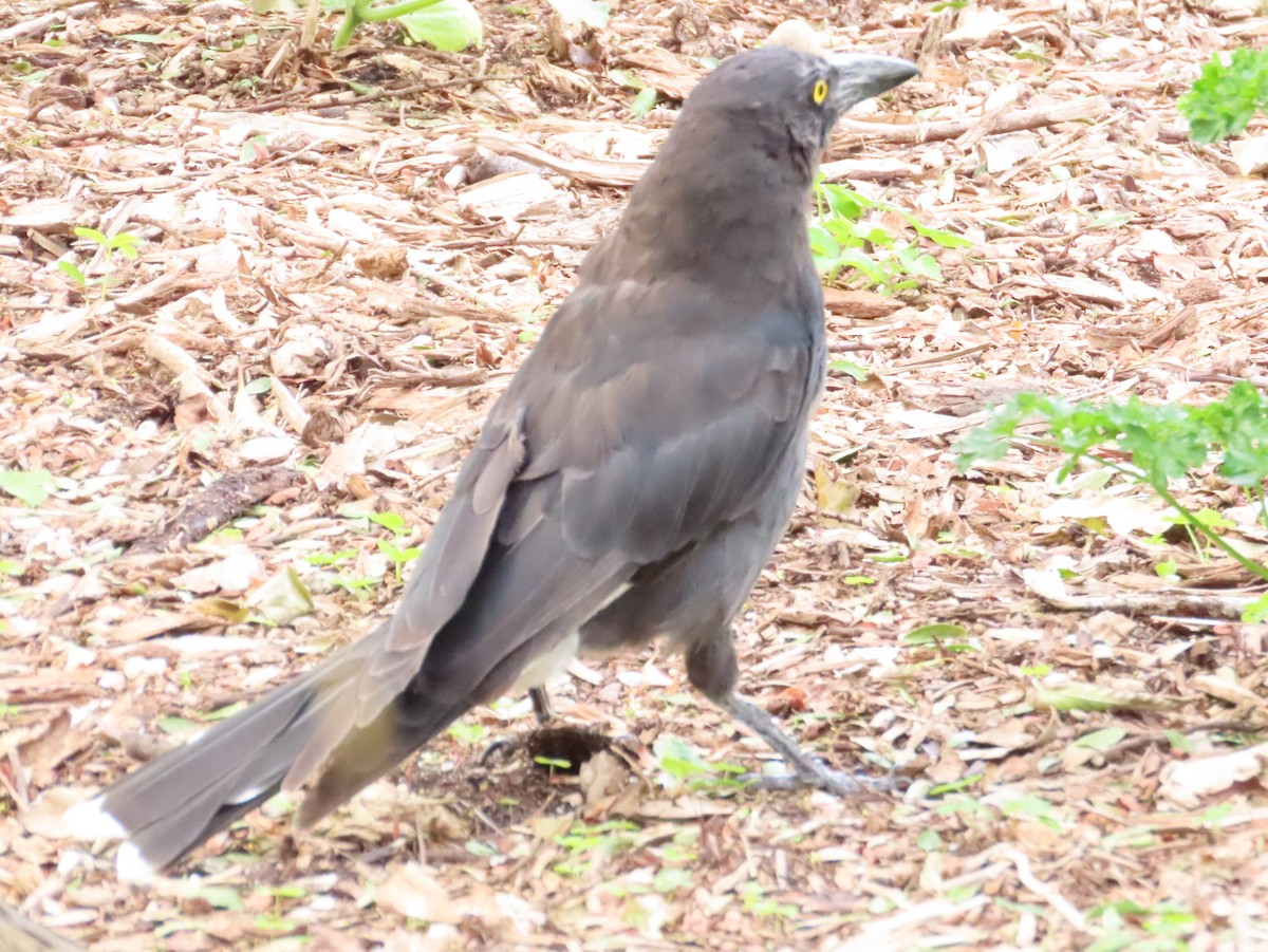 Pied Currawong - ML611990857