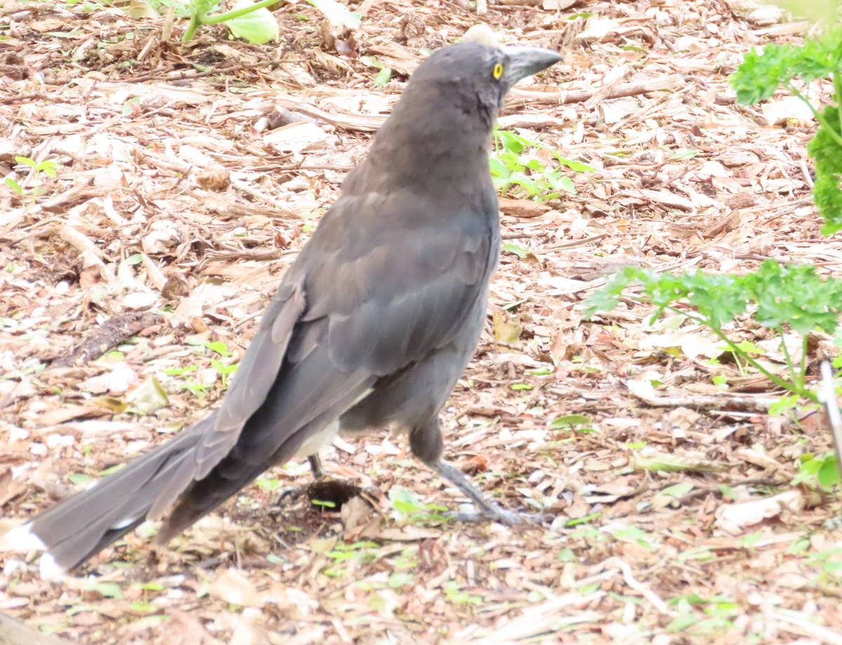 Pied Currawong - Tammy Elizabeth