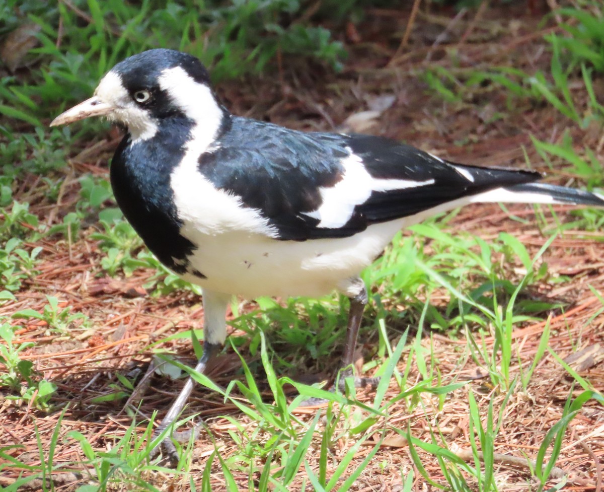 Magpie-lark - Tammy Elizabeth