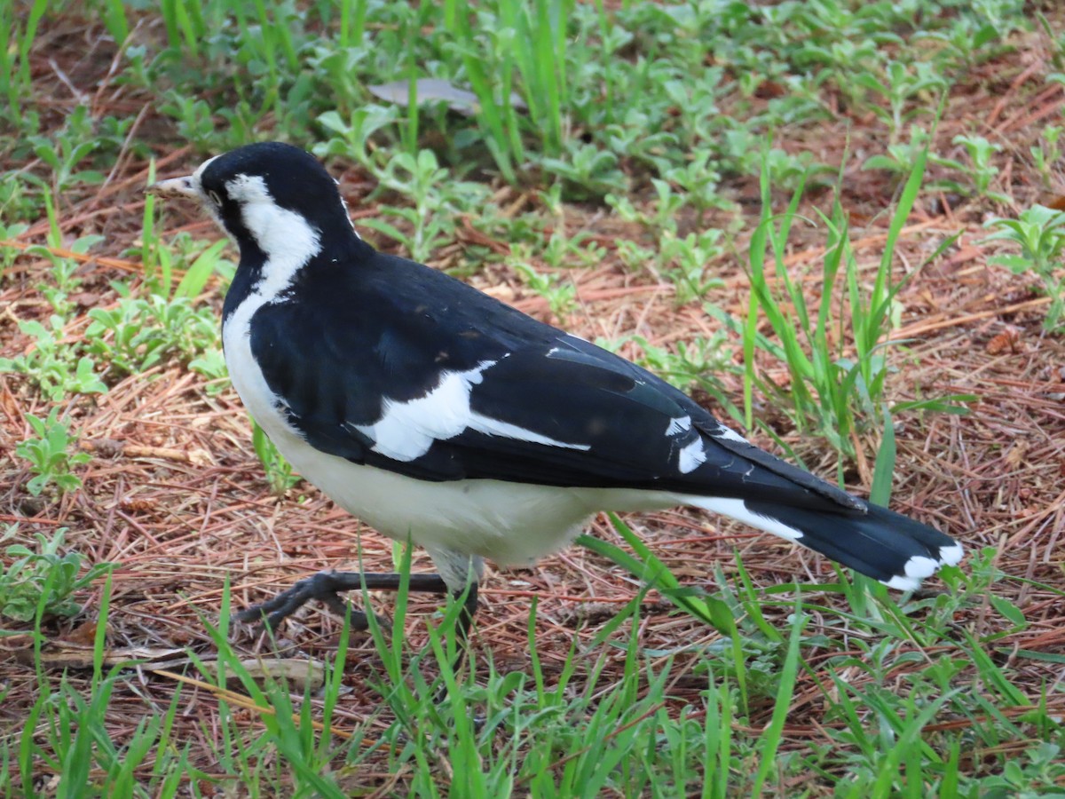 Magpie-lark - Tammy Elizabeth