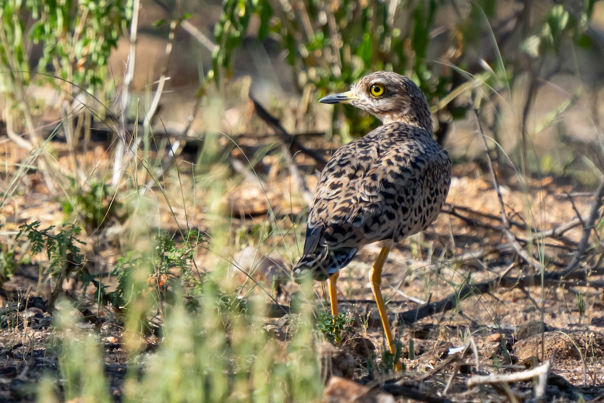 Spotted Thick-knee - ML611990883