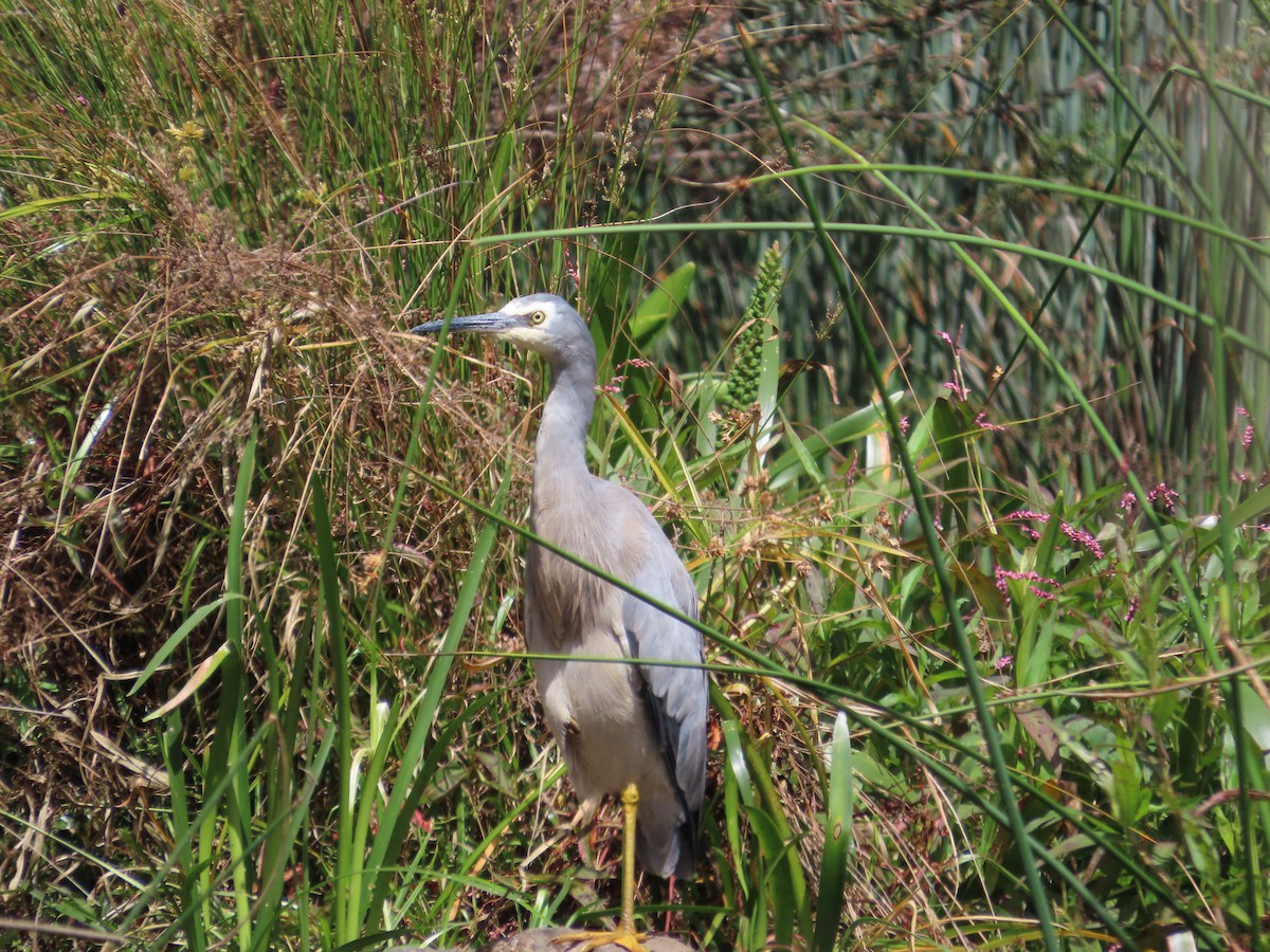 White-faced Heron - Tammy Elizabeth