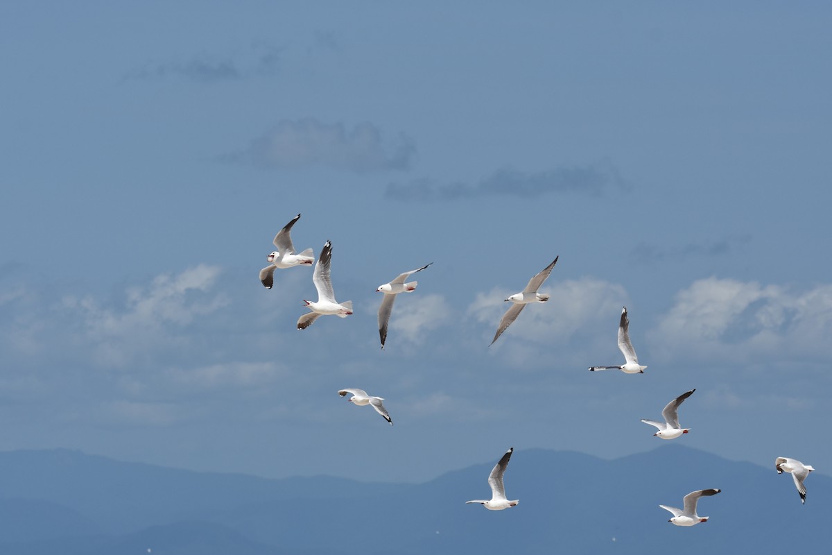 Gaviota Plateada - ML611991006