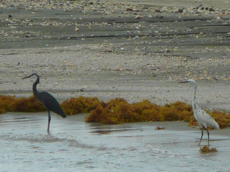 Western Reef-Heron - ML611991022