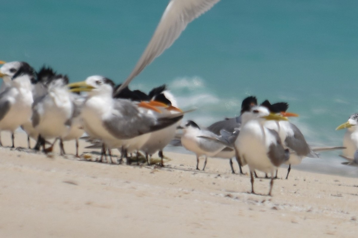 Little Tern - ML611991027