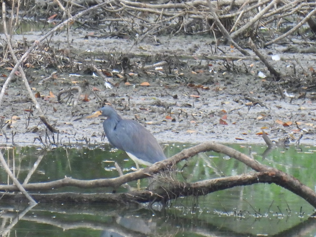 Tricolored Heron - ML611991039