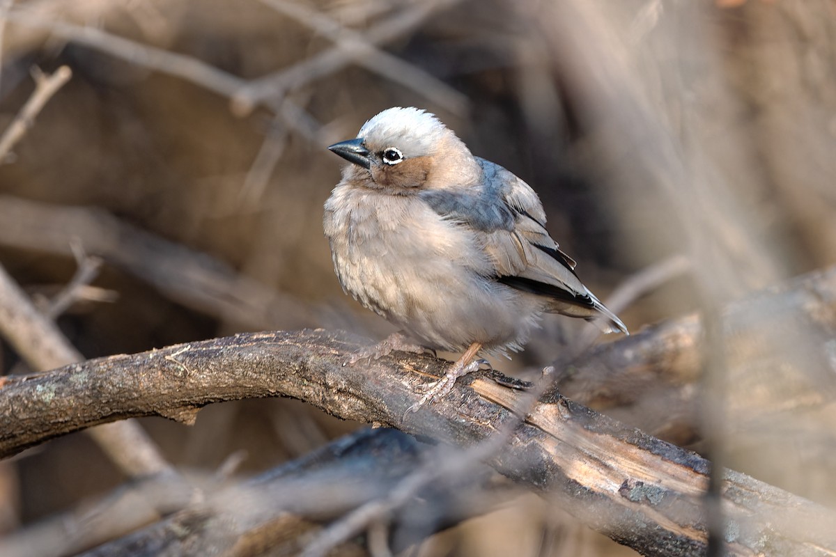 Gray-headed Social-Weaver - Don Danko