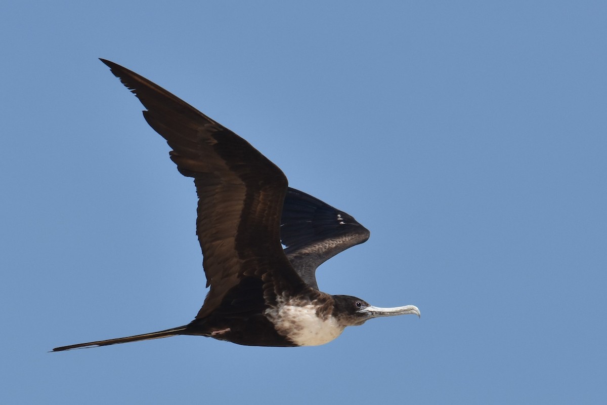 Great Frigatebird - ML611991104