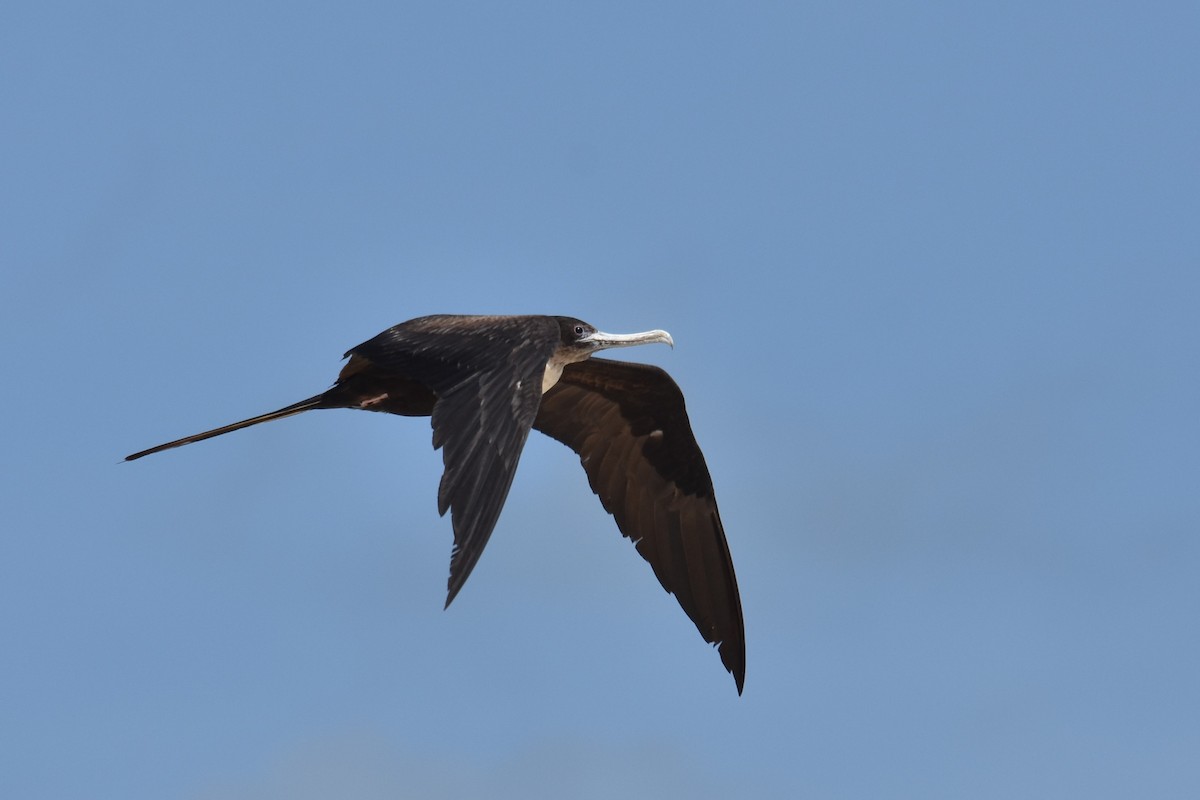 Great Frigatebird - ML611991105